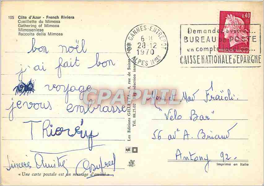 CPM Cote d'Azur French Riviera Cueillette du Mimosa — Rückseite