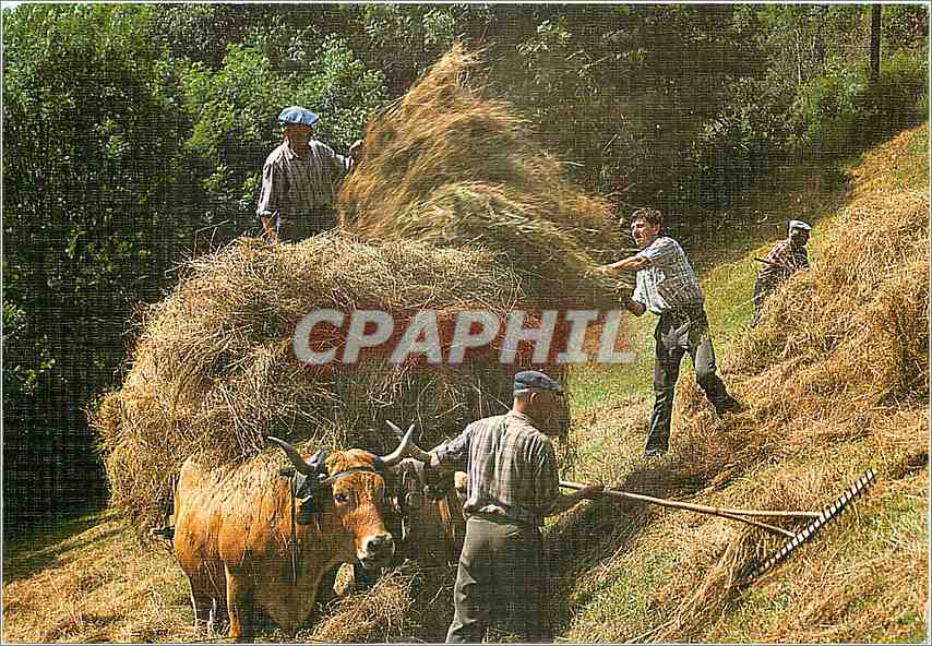 CPM Tradition de la Campagne la Fenaison