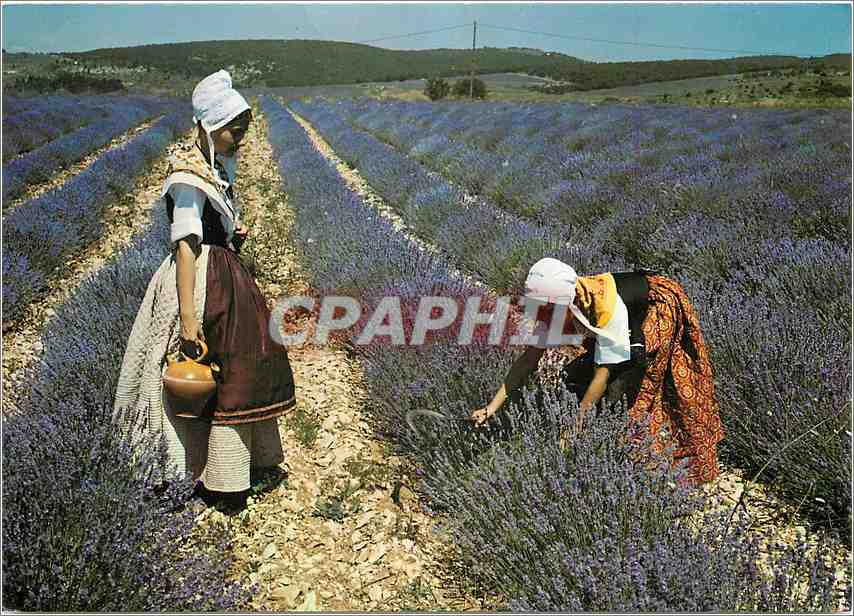 CPM Belles Images de Provence Jeunes Provencales dans les Lavandes