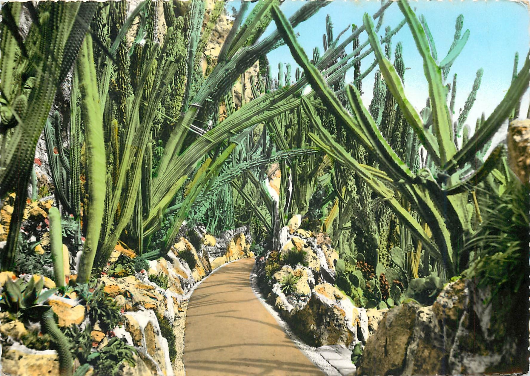 CPM La Cote d'Azur Monaco Monte Carlo Le Jardin Exotique