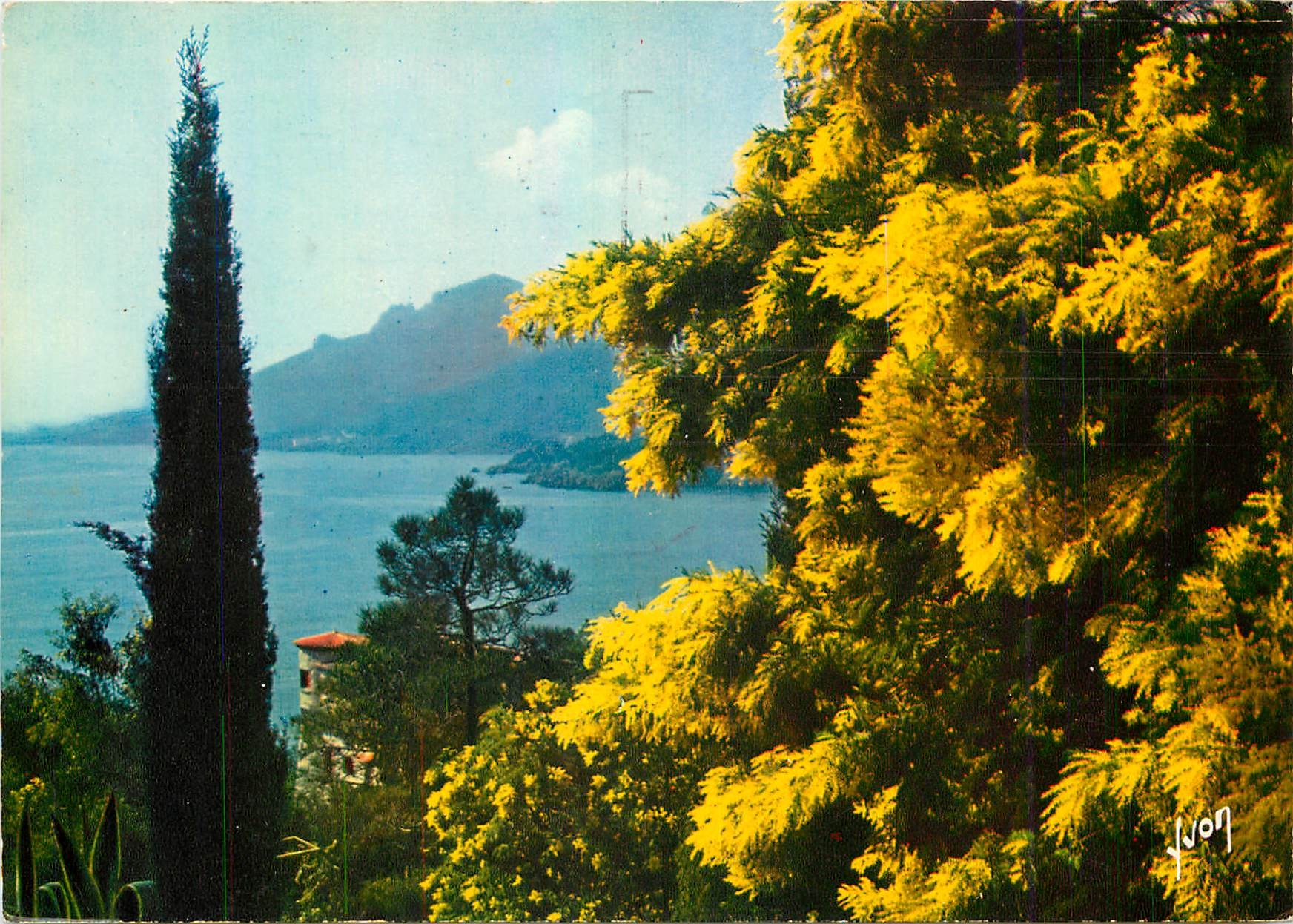 CPM Couleurs et Lumiere de France La Cote d'Azur Miracle de la nature Printemps sur la cote d'Azur