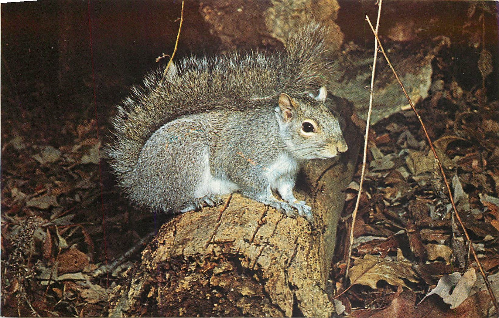 CPM Grey Squirrel Sciurus Carolinensis