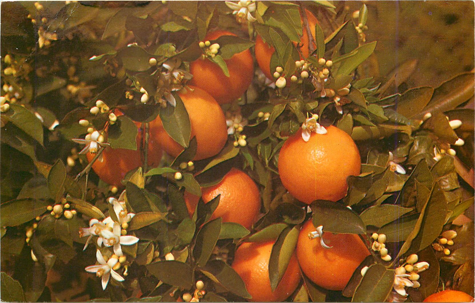 CPM Branch of an orange tree Blooming and Bearing Fruit