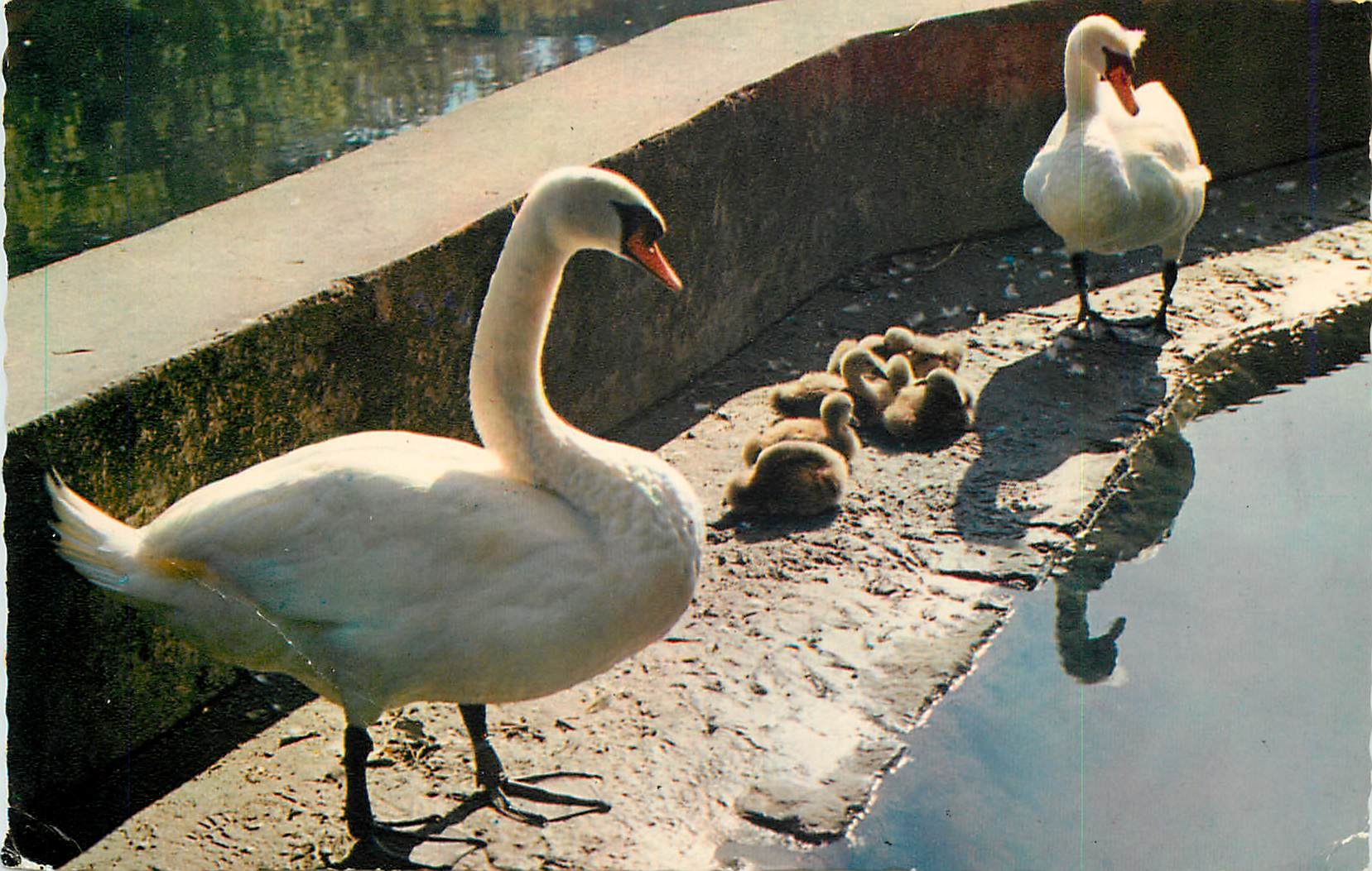 CPM Lac Leman Famille de Cygnes