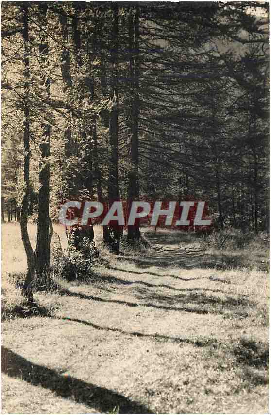 CPM Alpes du Dauphine Sentier sous les Melezes a Ailefroide Vaalouise