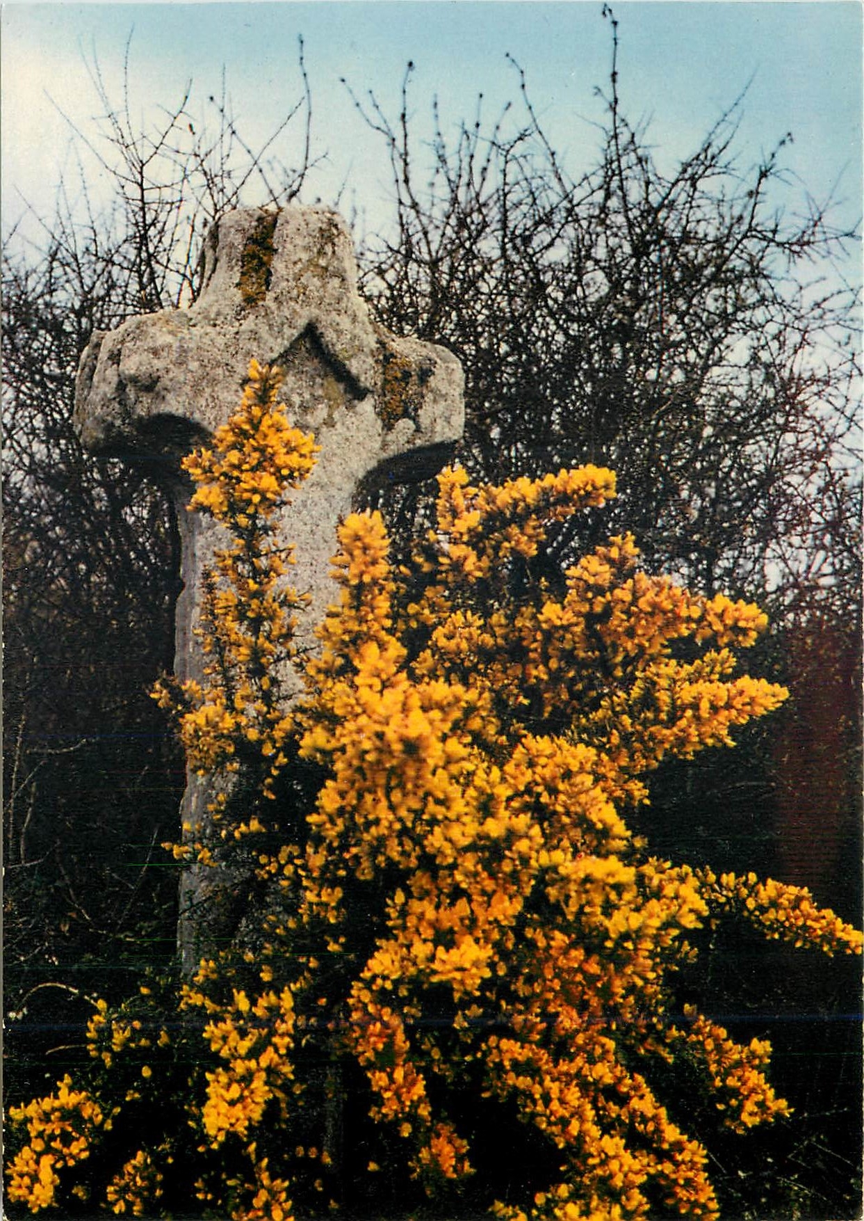 CPM La Bretagne en couleurs Adossee a l'aubepine une touffe d'ajonc orne ctte croix de chemin