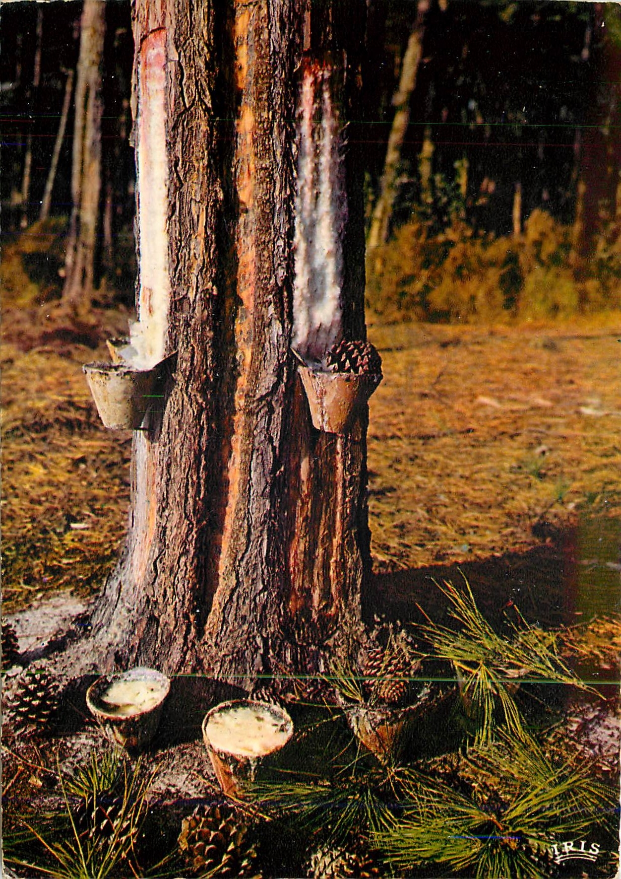 CPM dans les Forets de Gasgogne les Pots de Resine