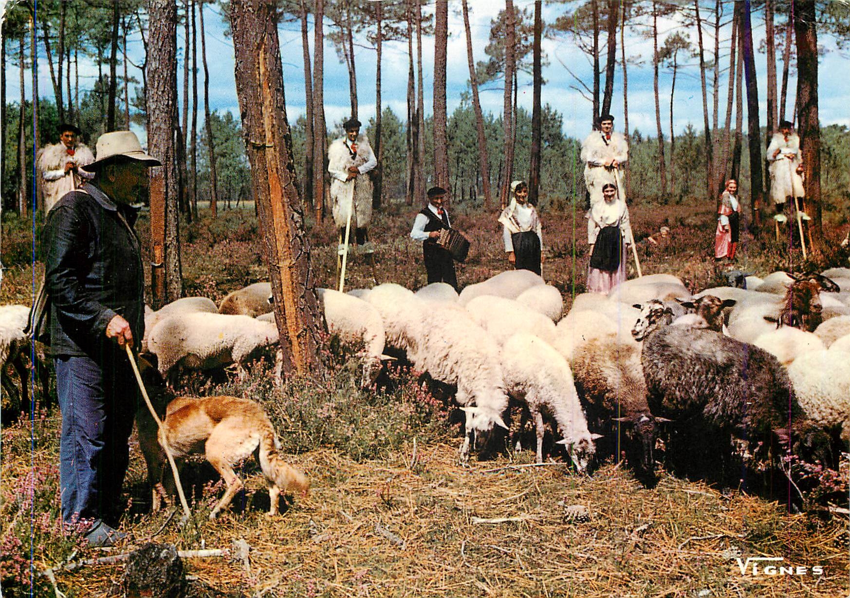 CPM Visages des Landes Folklore Berger et son Troupeau