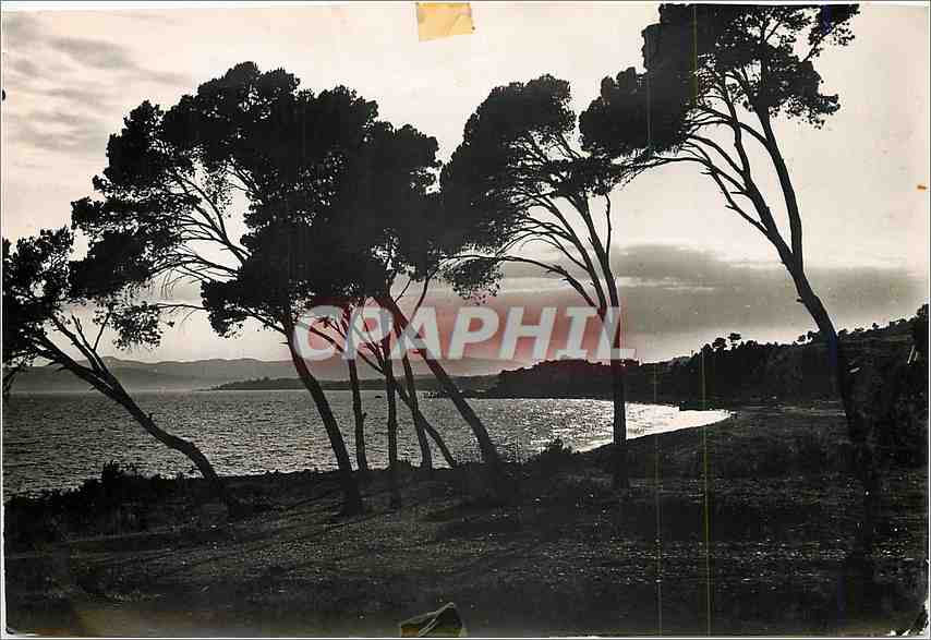 CPM Arbres