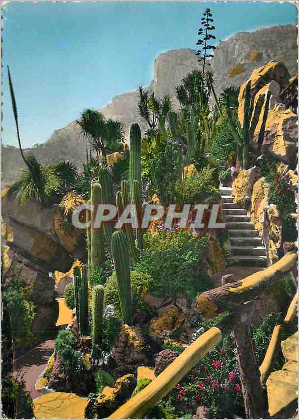 CPM Jardin Exotique de Monaco Massif de Pachycereus