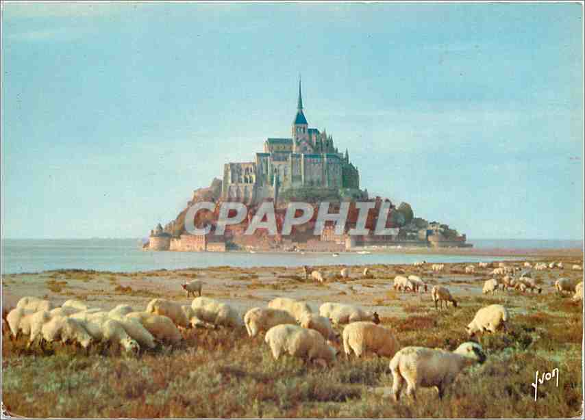 CPM Le Mont Saint Michel (Manche) et ses moutons de pres sales Moutons