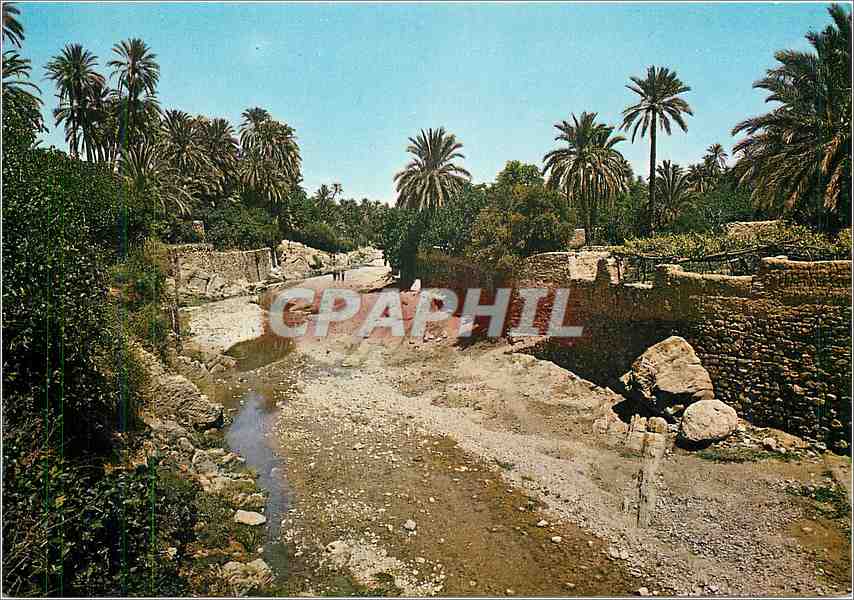 CPM Bou Saada L'Oued et la Palmoraie