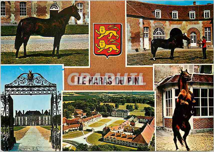 CPM Le Haras du Pin (Orne) Chevaux Lion