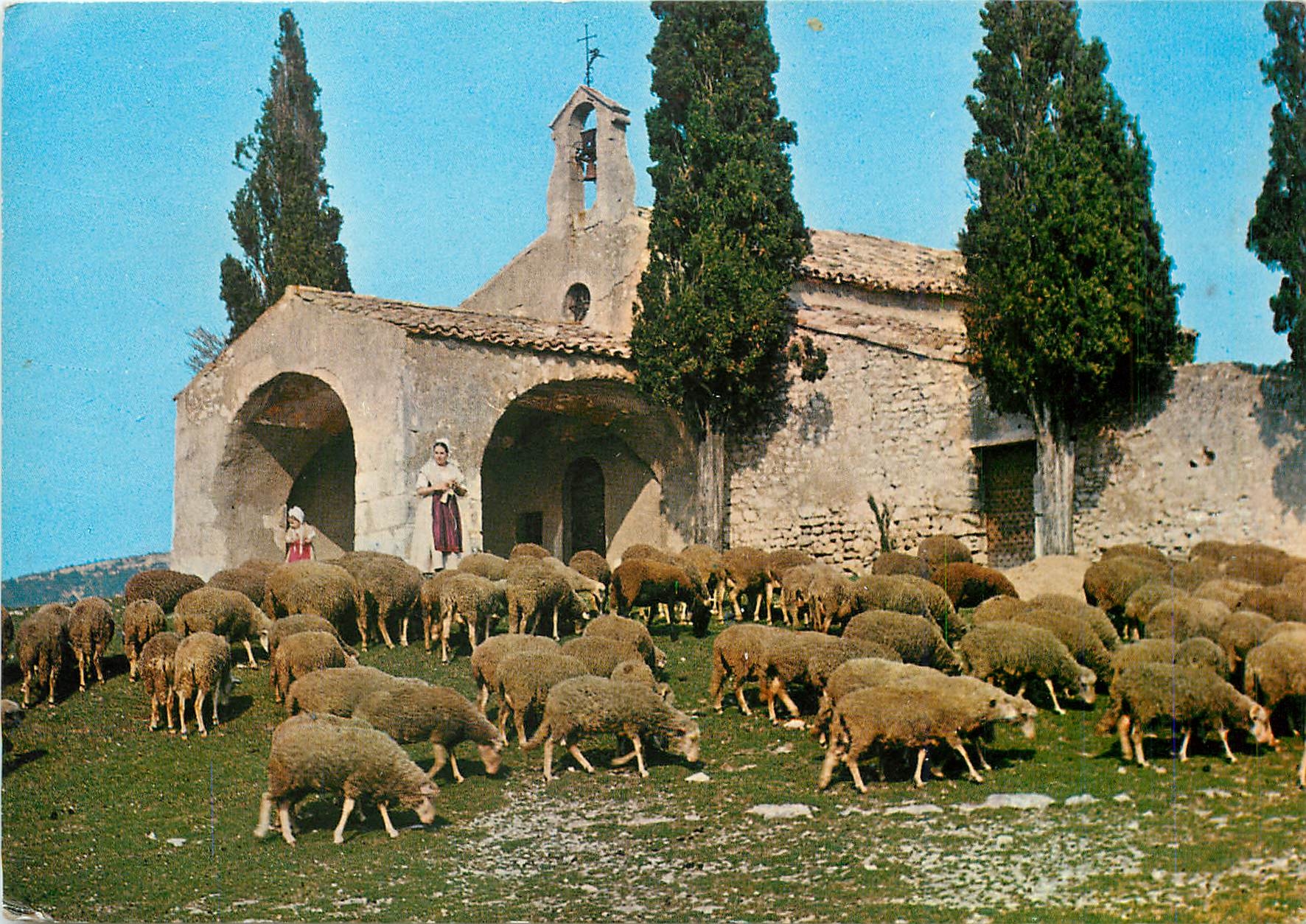 CPM Les Belles Images De provence Moutons a la chapelle Saint Sixte a Lygalieses