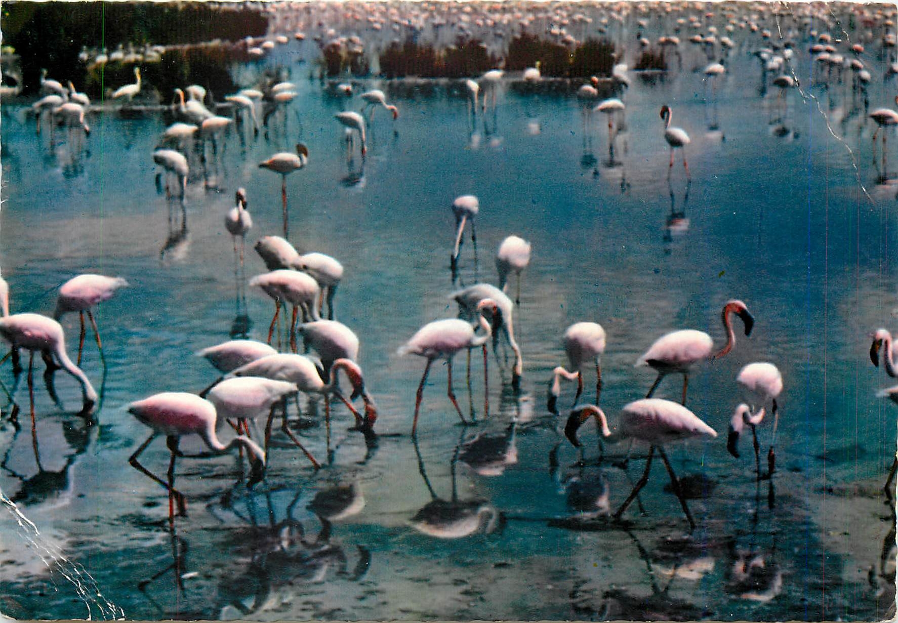 CPM Camargue avec les Gardians Flamants Roses