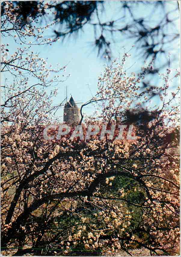 CPM Les Belles Images de Provence Amandiers en Fleurs au Moulin de A Daudet