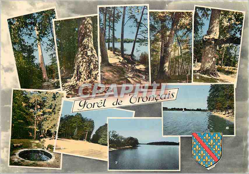 CPM Bourbonnais Touristique Foret de Troncais (Allier) la plus belle chenaie de France