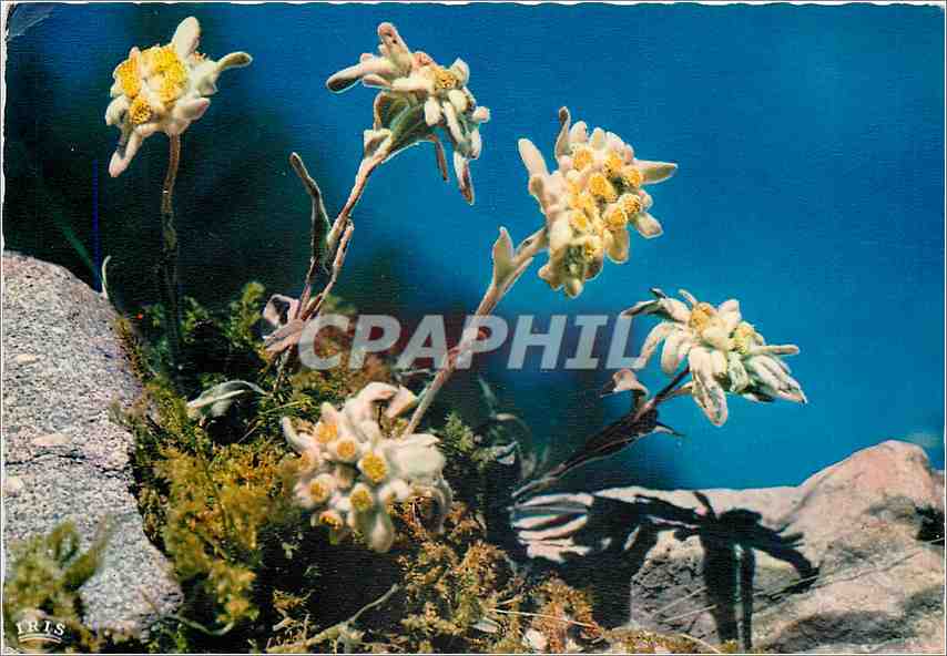 CPM Flore de Montagne Edelweiss Leontopodium Alpine