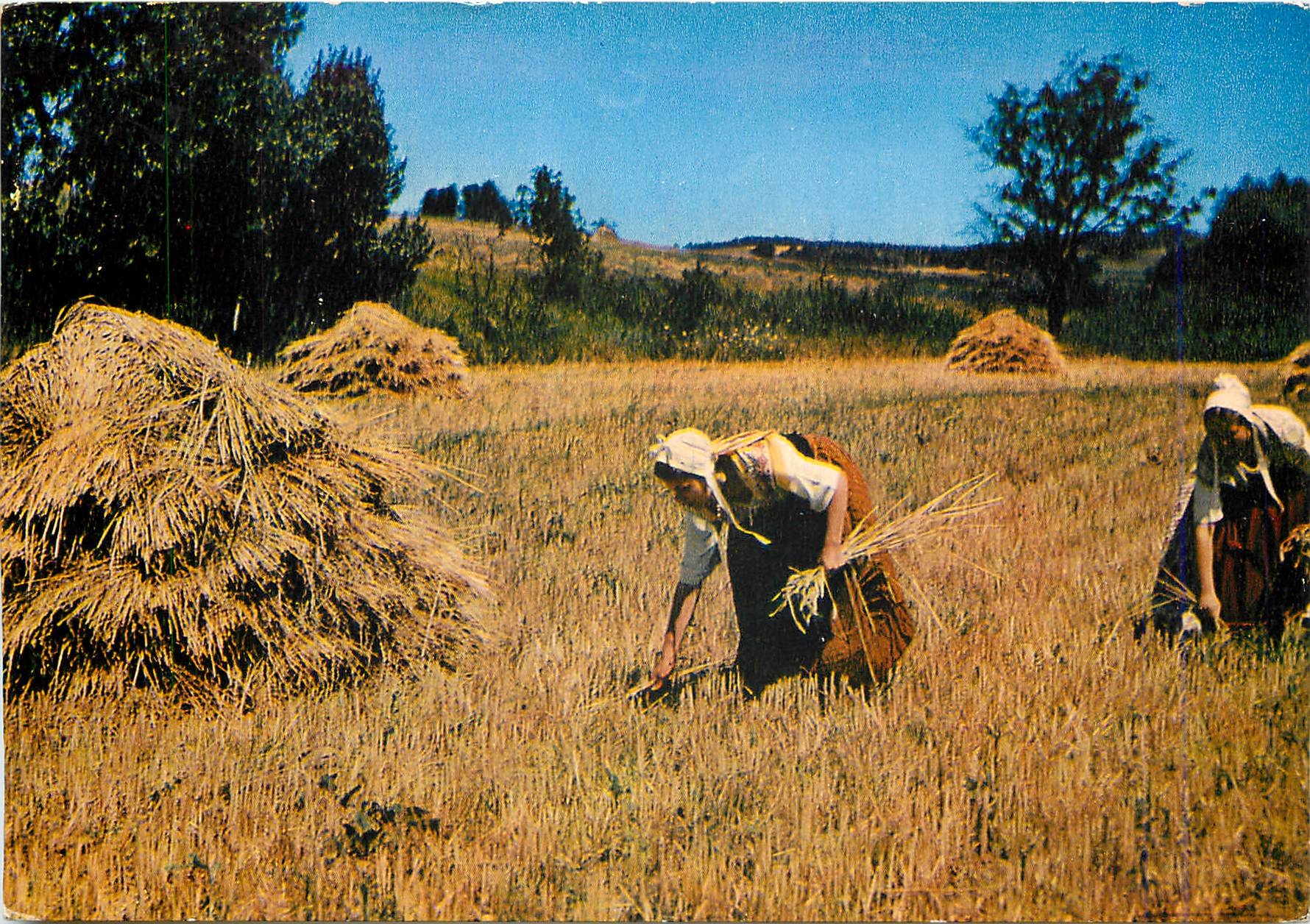 CPM Les Belles Images de Provence les Glaneuses