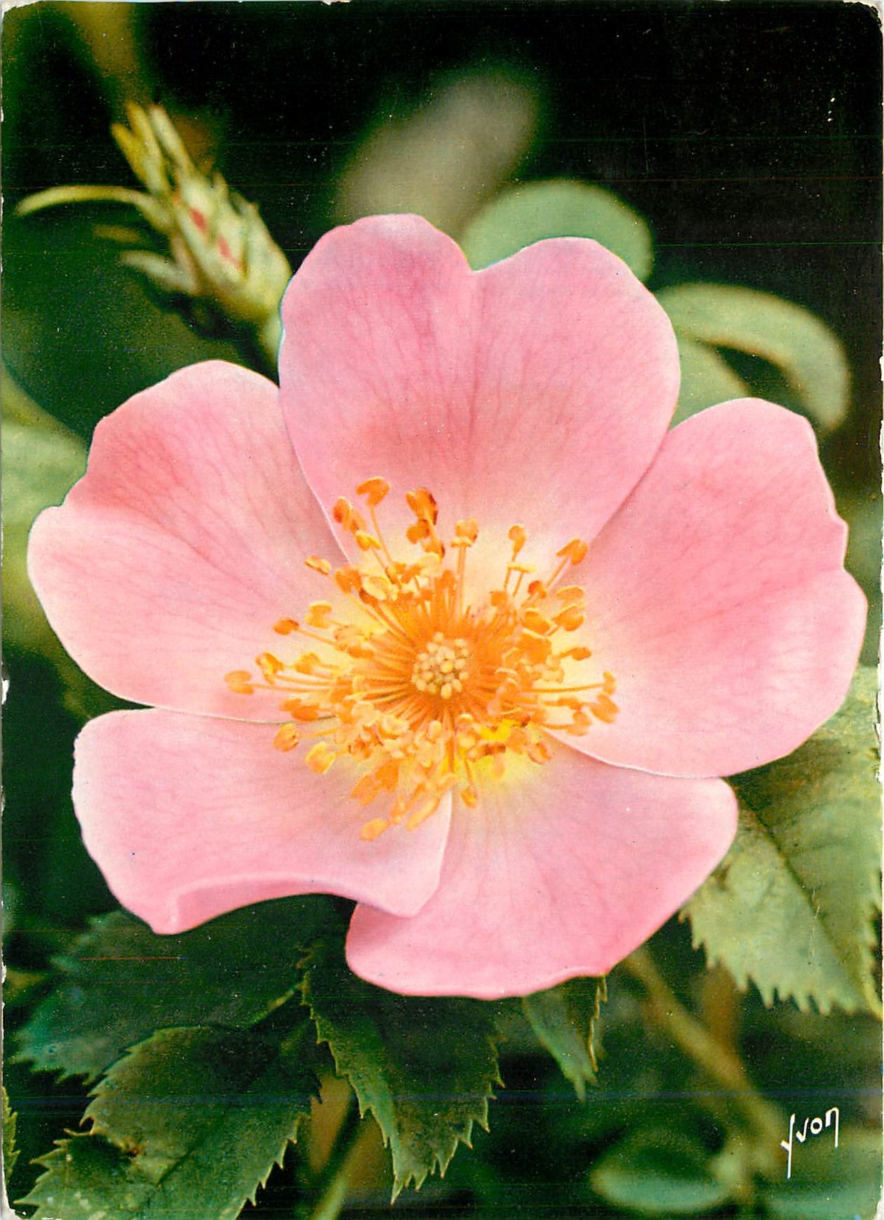 CPM Joues Fleurs de France Eglantine