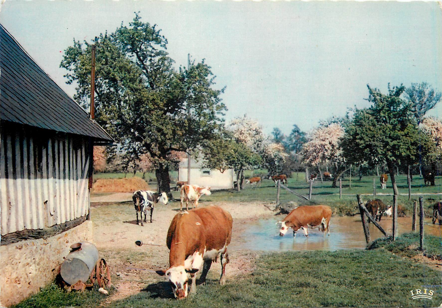 CPM Charmes et Couleurs de Normandie Ferme Normande