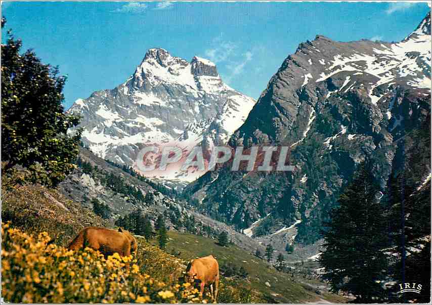 CPM Dans les Alpages du Mont Viso