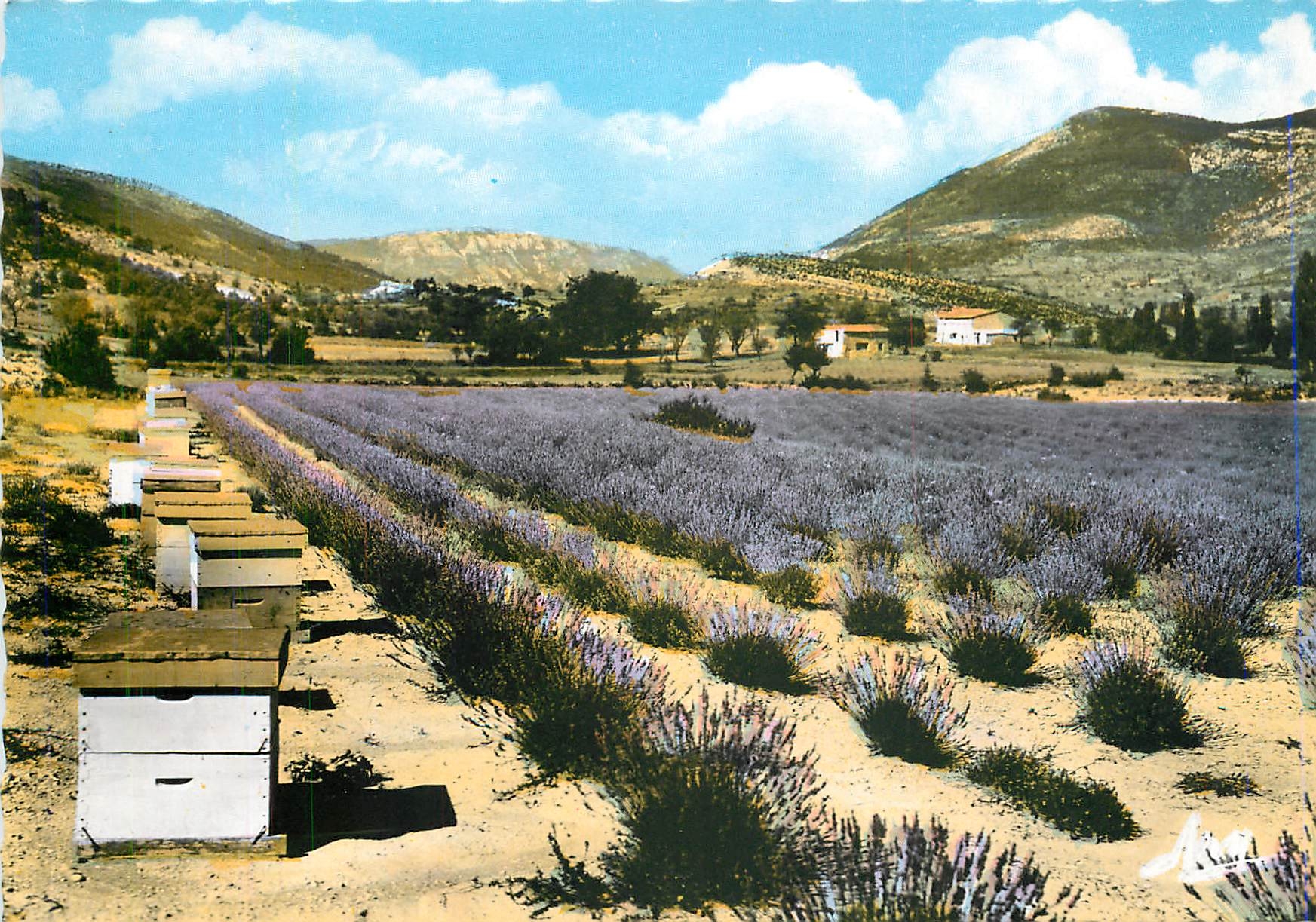 CPM Provence Pittoresque Un Rucher et son Champ de Lavande Ruche Abeille