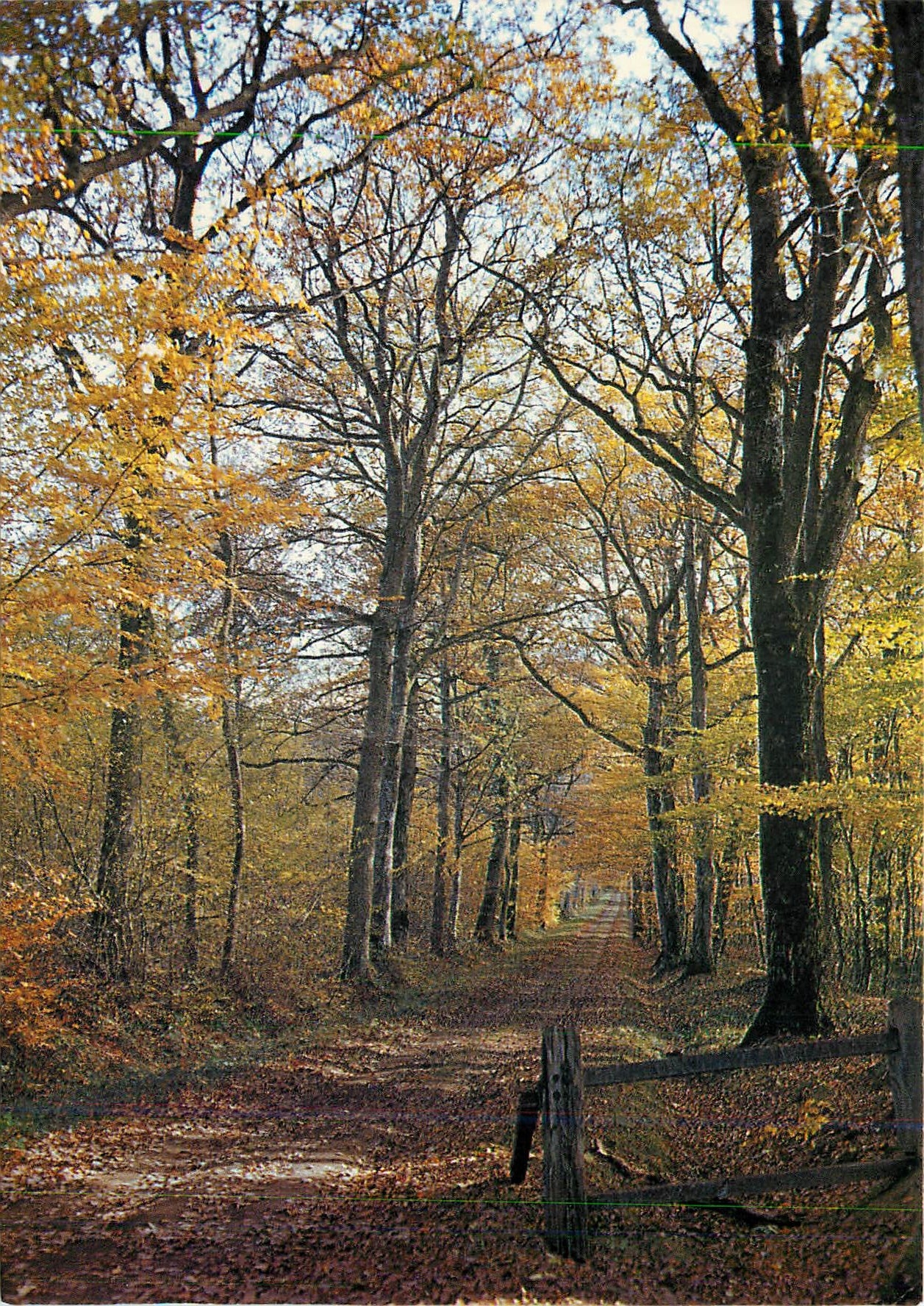 CPM Nivernais Morvan Sous bois en automne
