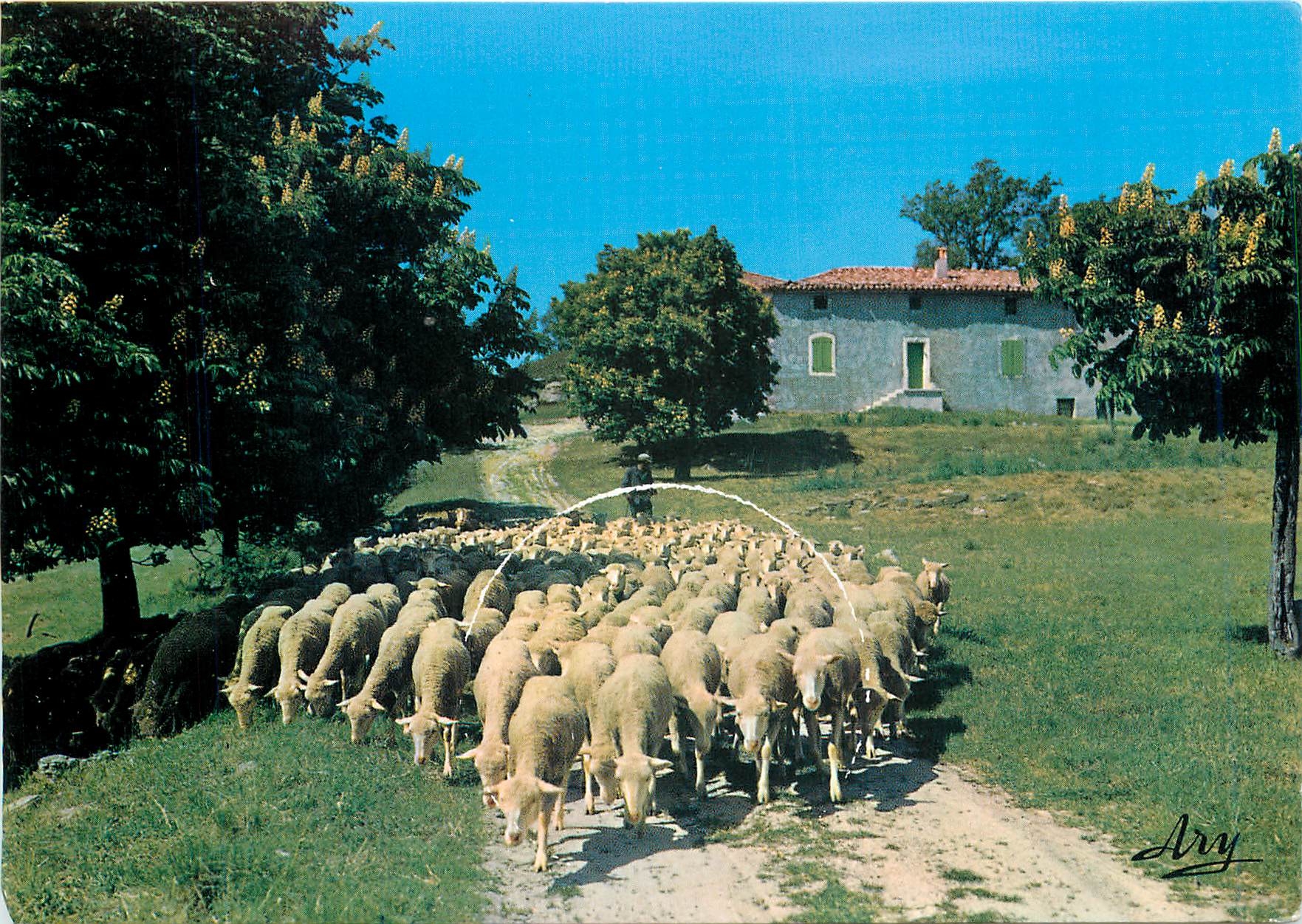 CPM En Provence un tropeau de Moutons au depart de la Bergerie Moutons