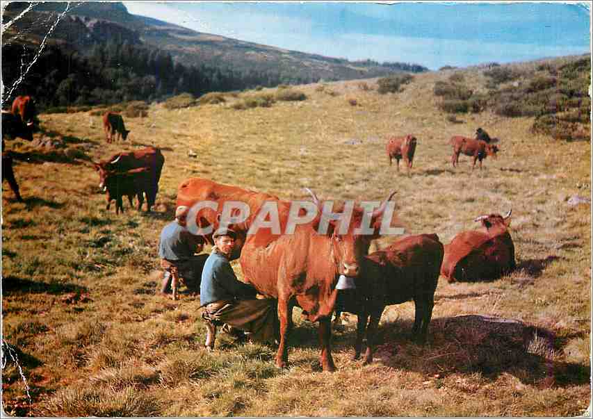 CPM Haute Auvergne La Traite en haute montagne Vaches