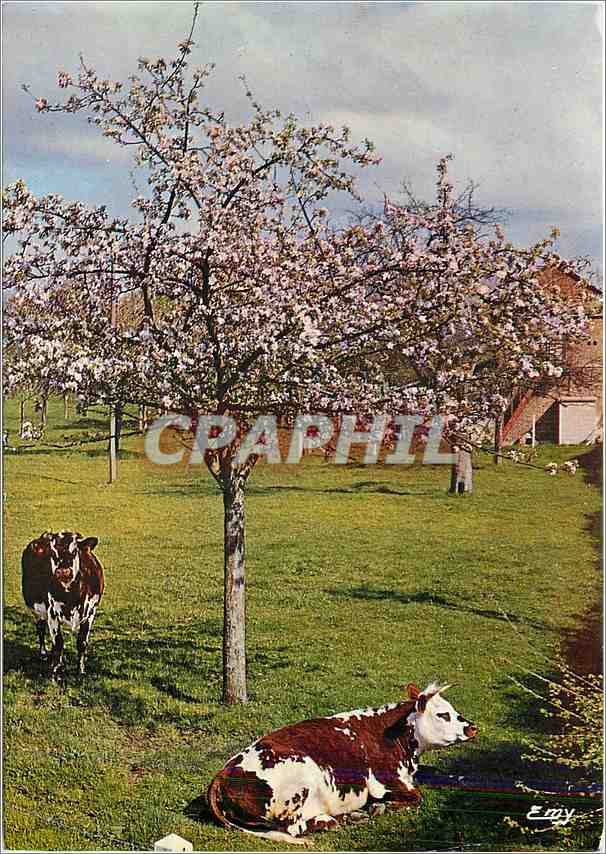 CPM La Normandie Pittoresque Au printemps sous les pommiers Vaches