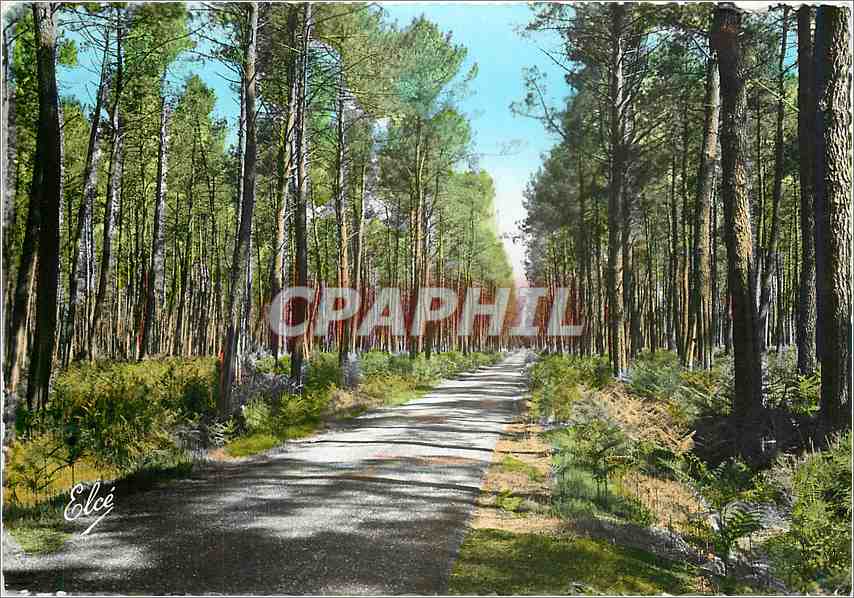 CPM La Lande La route dans la foret de Pins