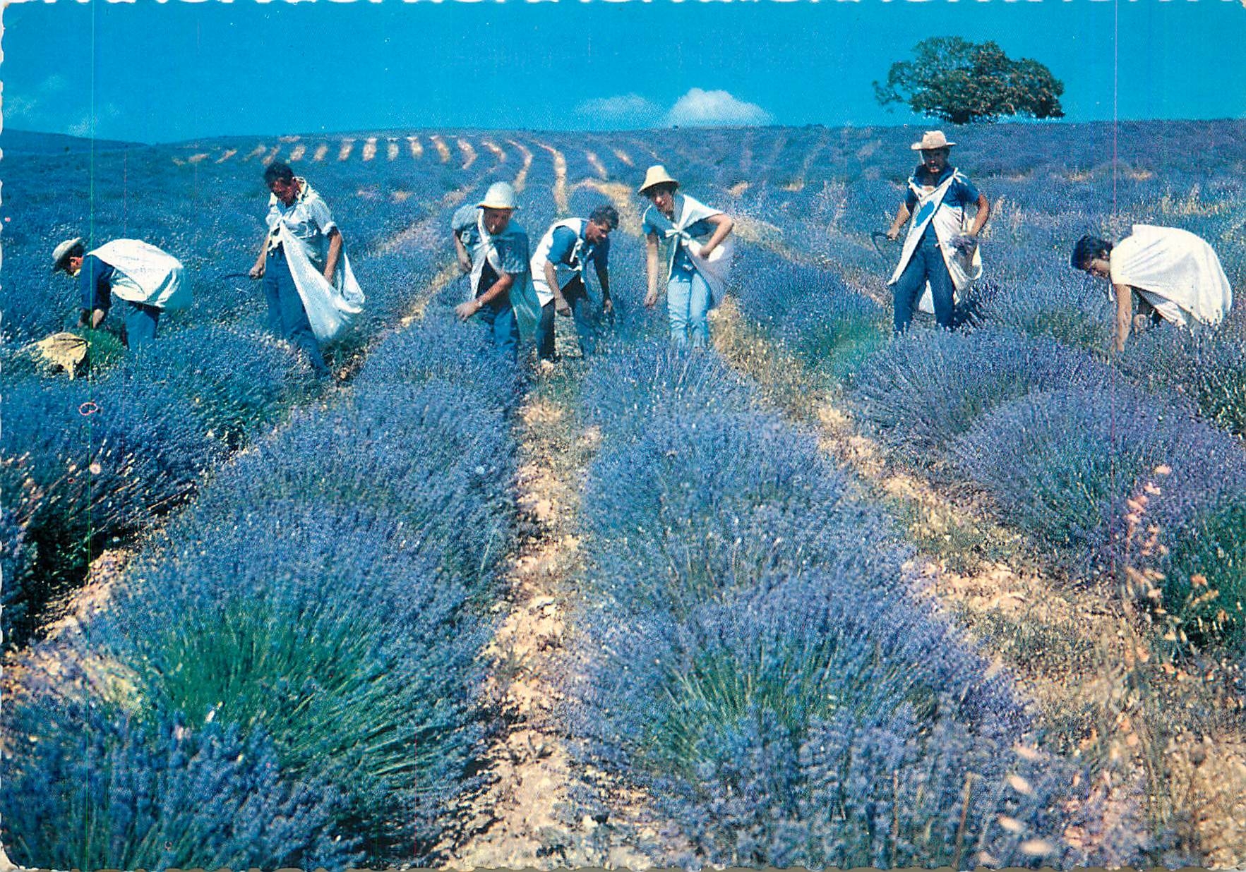CPM Champs de Lavande en Provence