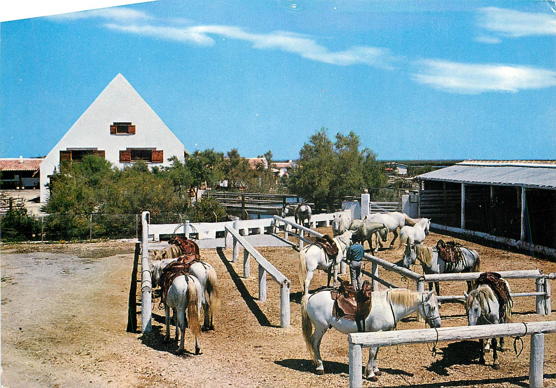 Camargue — Chevaux de promenades de l'Auberge Cavalière — Éditions de France