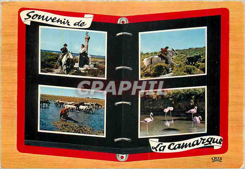 CPM Reflets de Provence En Camargues avec les Gardians (B du Rh) Taureaux Flamants roses