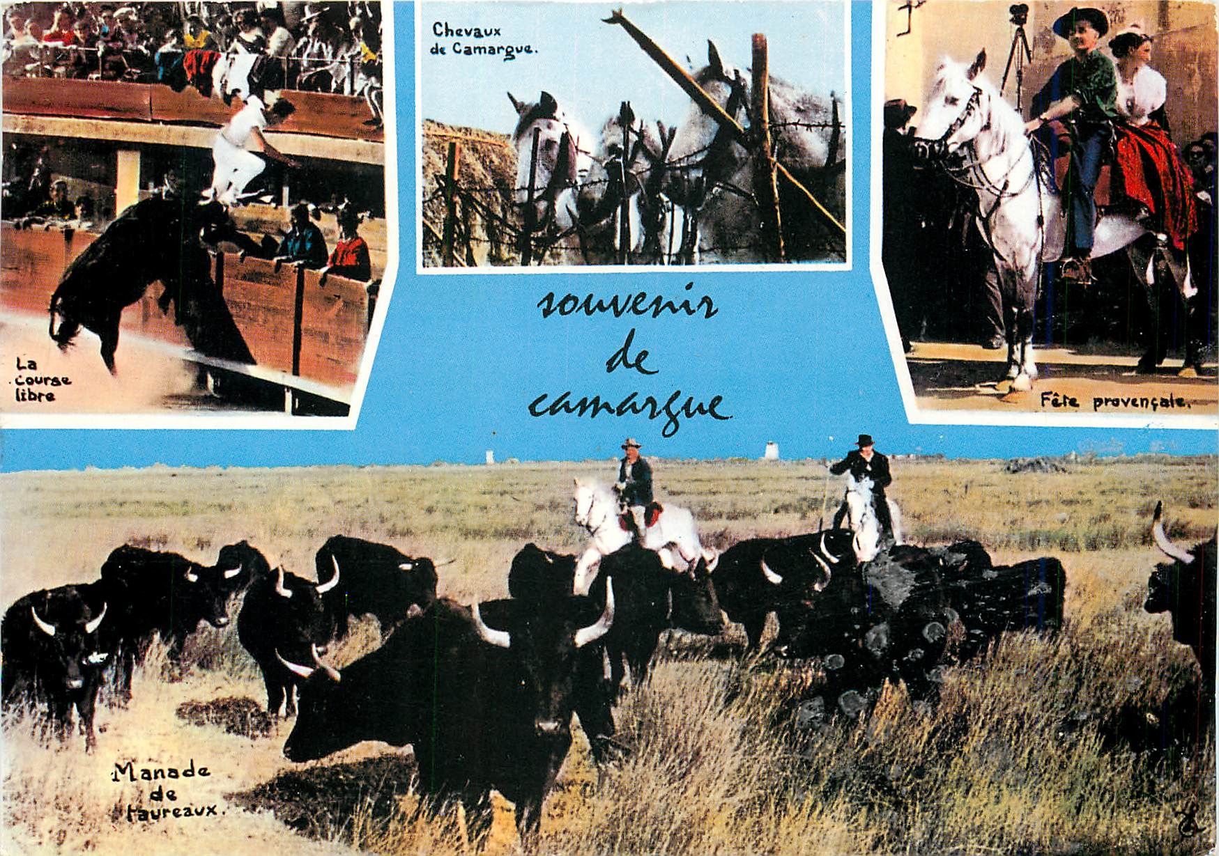 CPM En Camargues (B du Rh) Quelques images sur la Camargues Taureaux Corrida