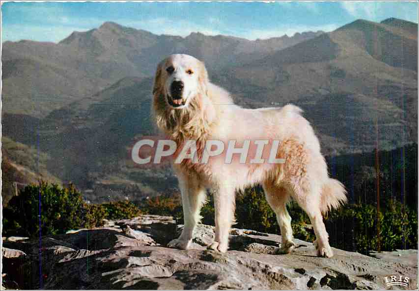 CPM Lourdes Dans son Slendide cadre de la Station superieur du teleppherique Beout Chien