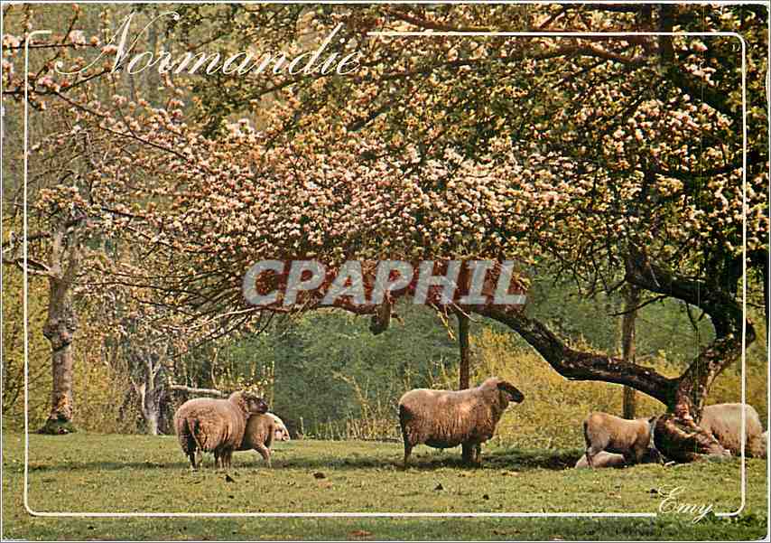 CPM Reflets de Normandie Moutons