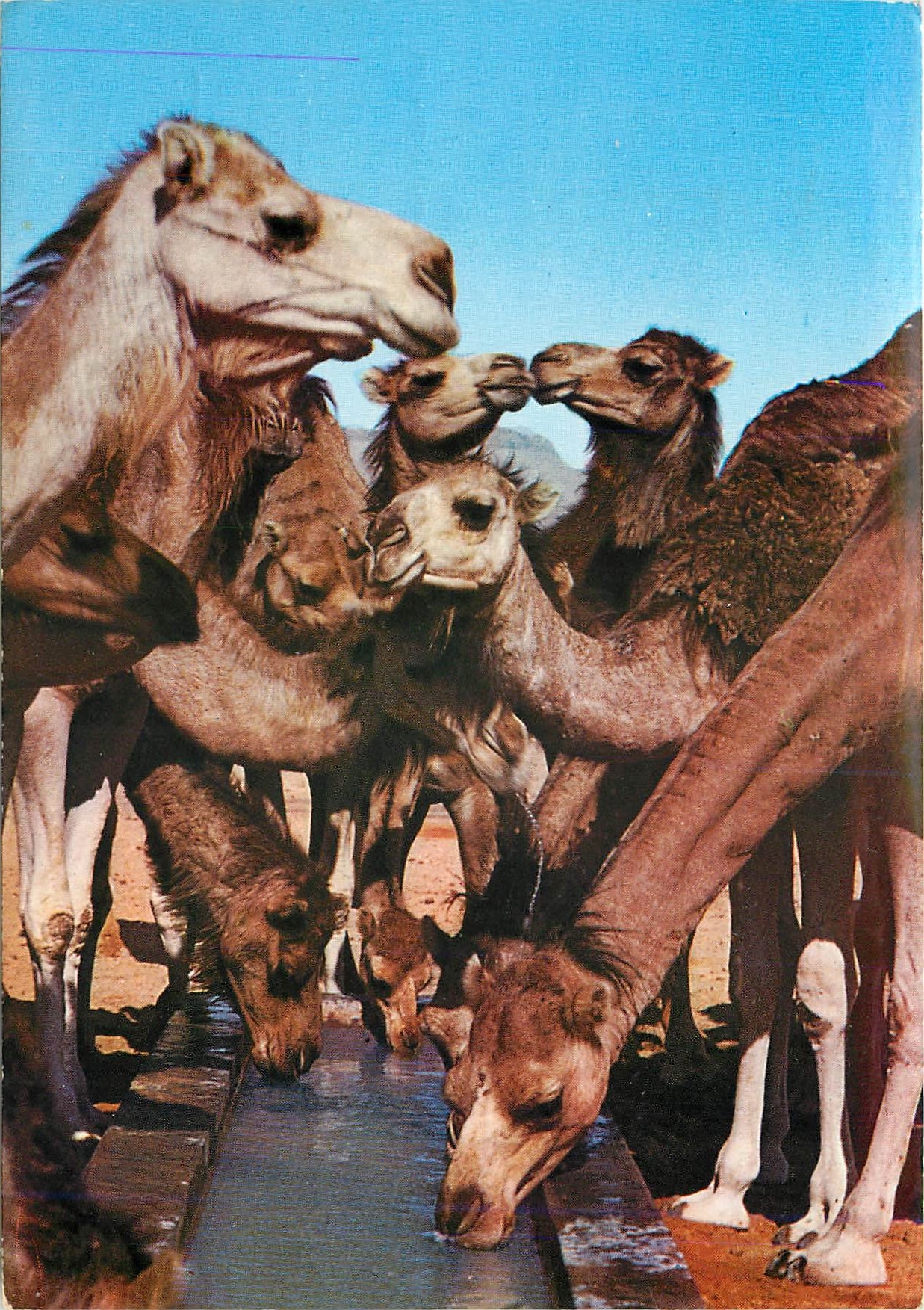 CPM Bons Baisers de Tunisie Sweet Kisses from Tunisia