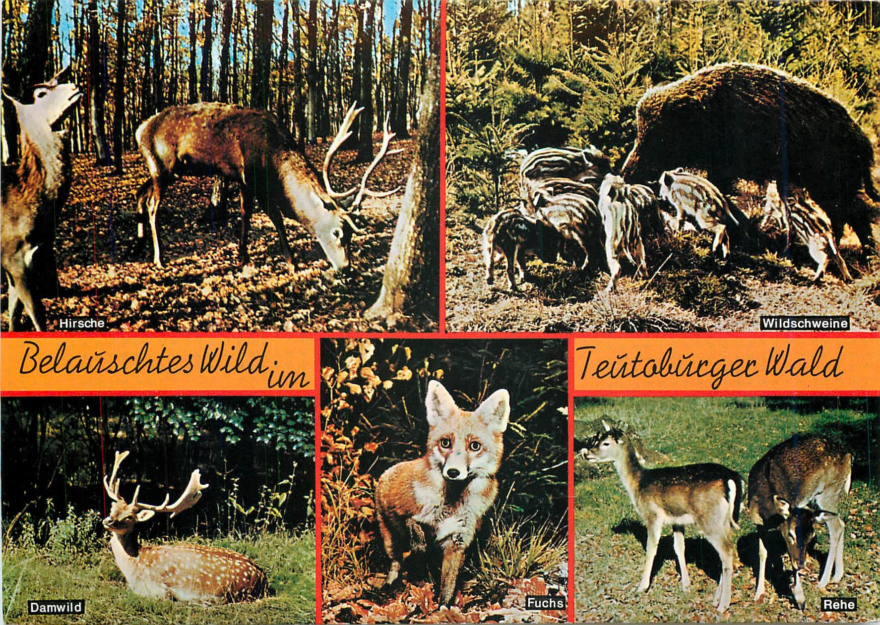 CPM Belauschtes Wild un Teutobucgec Wald Renard Biche sanglier