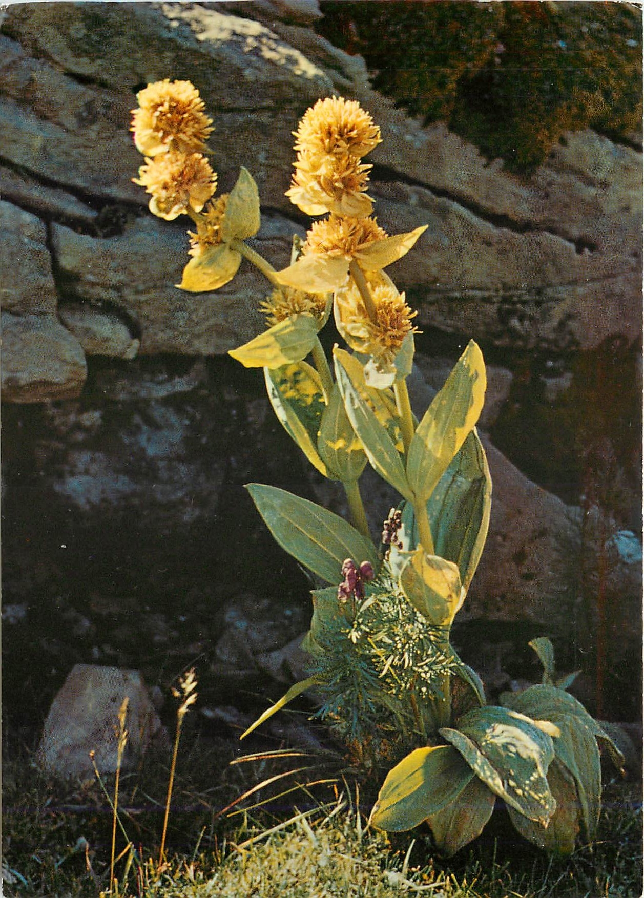 CPM Gentiana Lutea Genziana gialla Yellow Gnetian