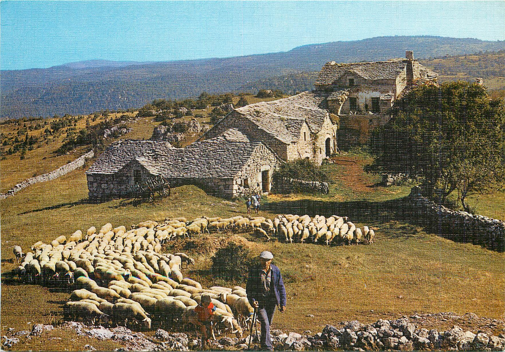 CPM Depart pour la Paturage Berger Moutons