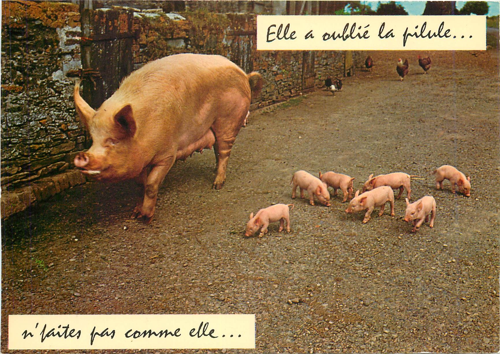 CPM Elle a oublie la pilule ne fautes pas comme elle Cochon Porc