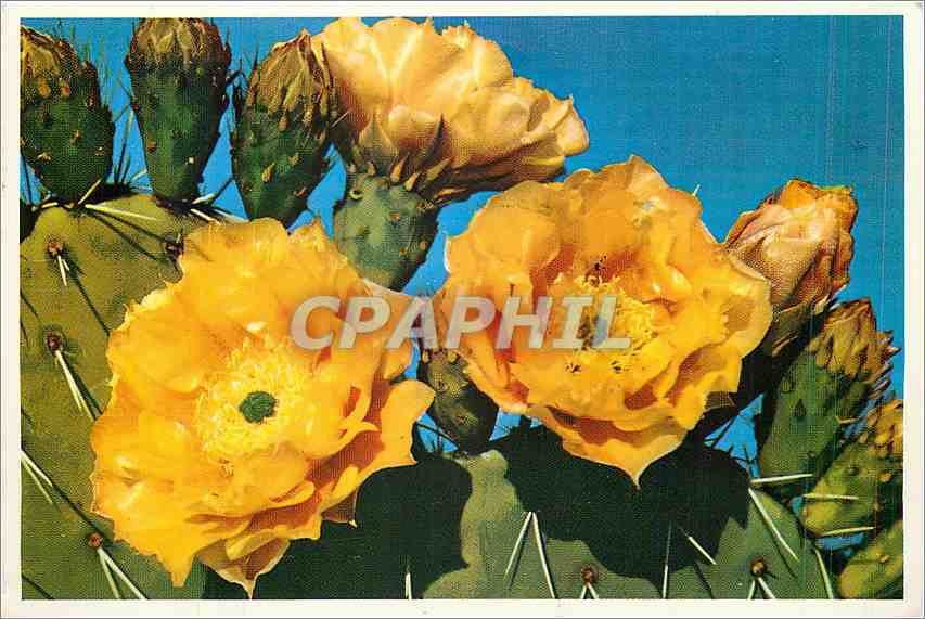 CPM Prickly Pear Cacrus(Aopunta Engelmanii) A Low rambling cactus found profusely thoughout