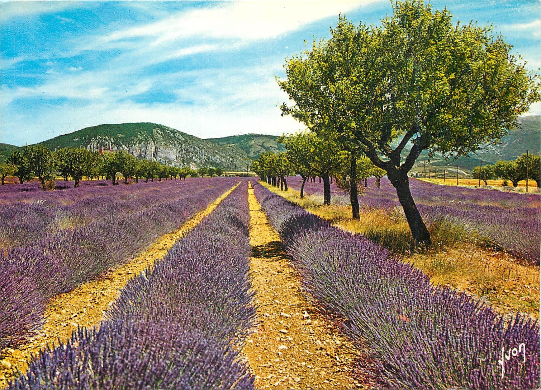 CPM Coulerus et Lumiere de France La Cote d'Azur miracle de la nature Champs de lavande en Provence