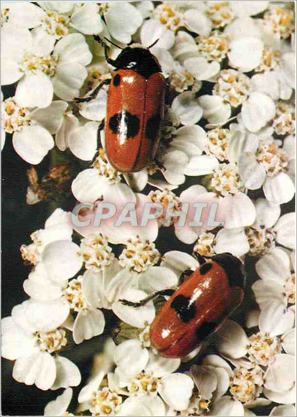 CPM Insectes