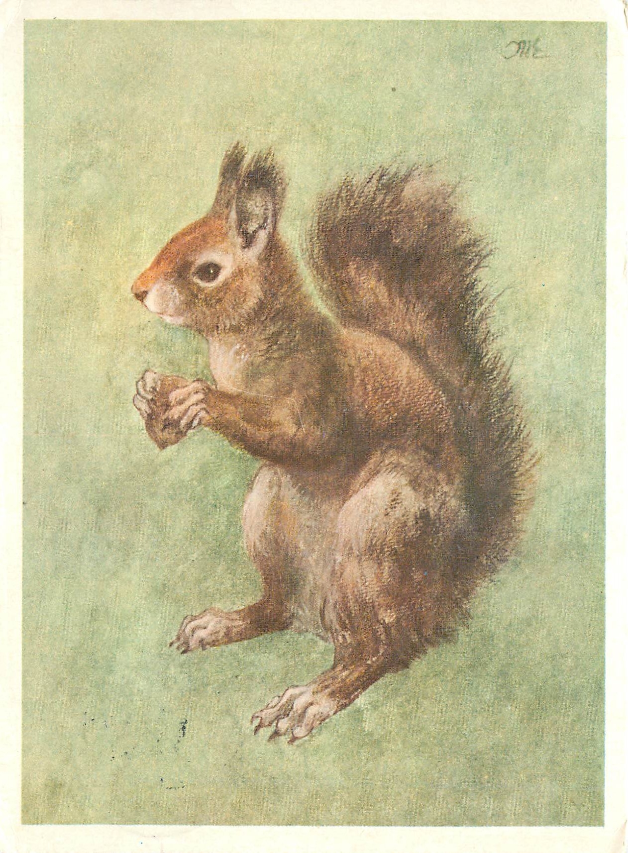 CPM Eichhornchen von Kurt Meyer Eberhardt Munchen aus dem Kleine Tierkalender Allianz Gesellschften