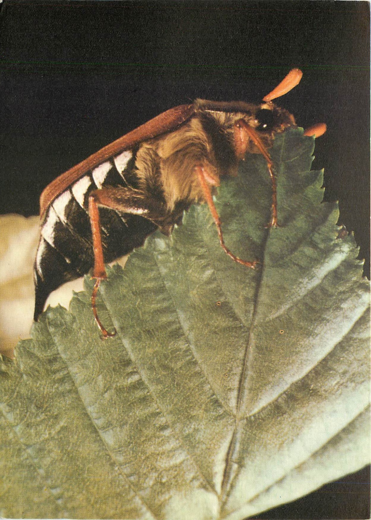 CPM Insecte