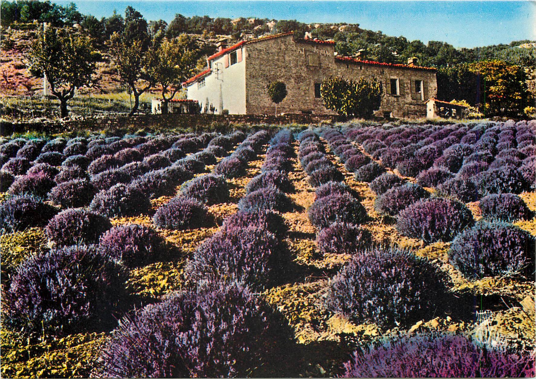 CPM Paysages de France Haute Provence Champ de lavande