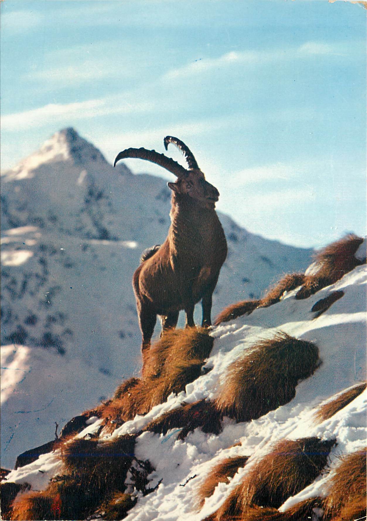 CPM Animaux de nos Montagnes le Bouguetin des sommets